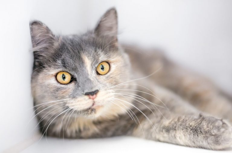 Dilute Tortoiseshell Cat lying on sofa