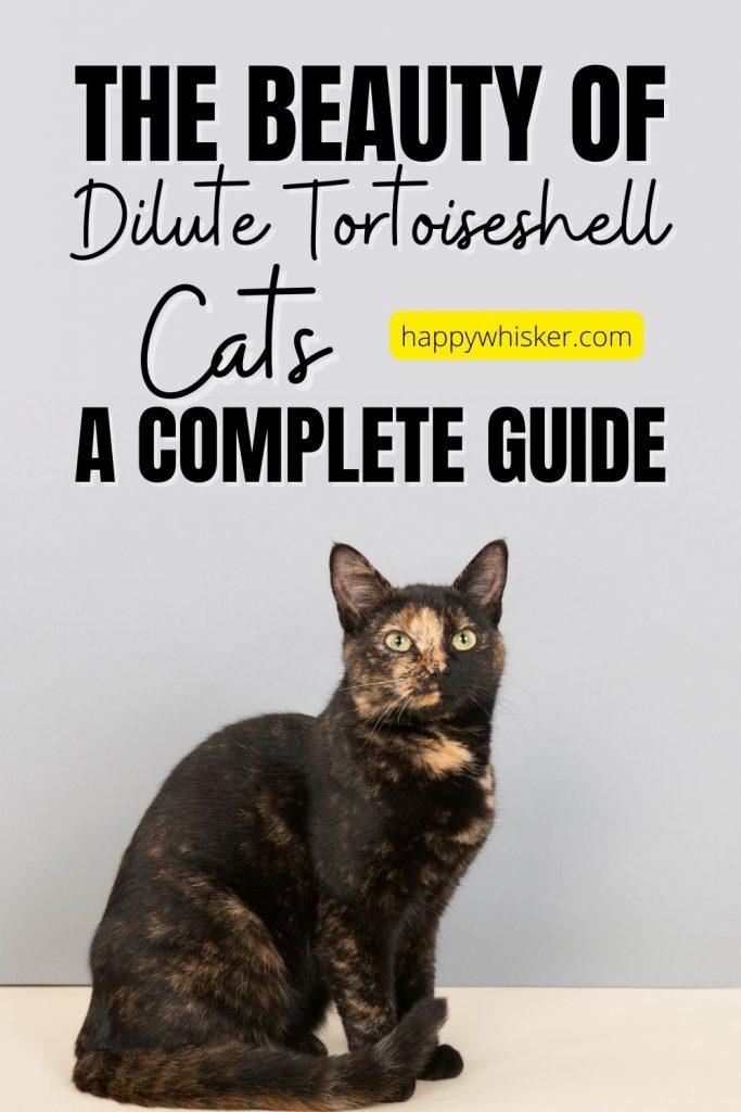 The Beauty Of Dilute Tortoiseshell Cats - A Complete Guide