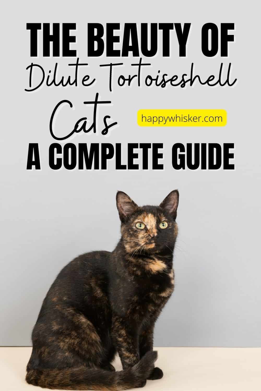 The Beauty Of Dilute Tortoiseshell Cats - A Complete Guide Pinterest