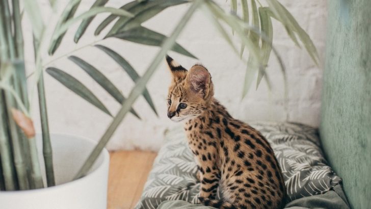 The Breeders List Of Best Savannah Cats For Sale In UK