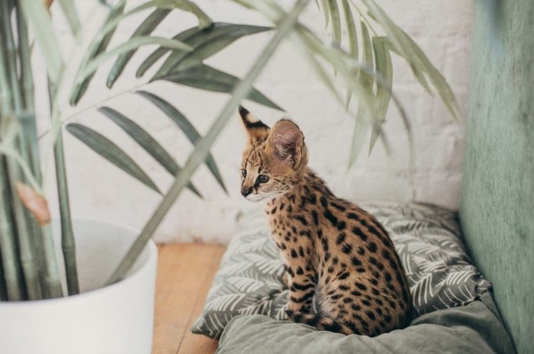 Savannah Cat sitting on bed