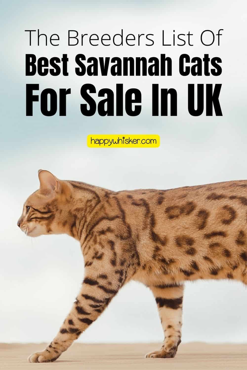 The Breeders List Of Best Savannah Cats For Sale In UK Pinterest
