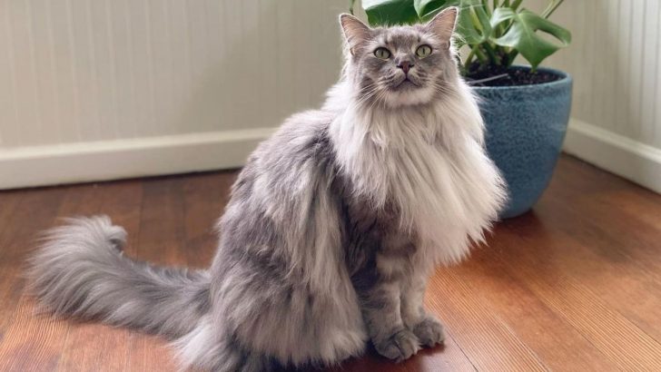 The RagCoon – A Majestic Maine Coon Ragdoll Mix