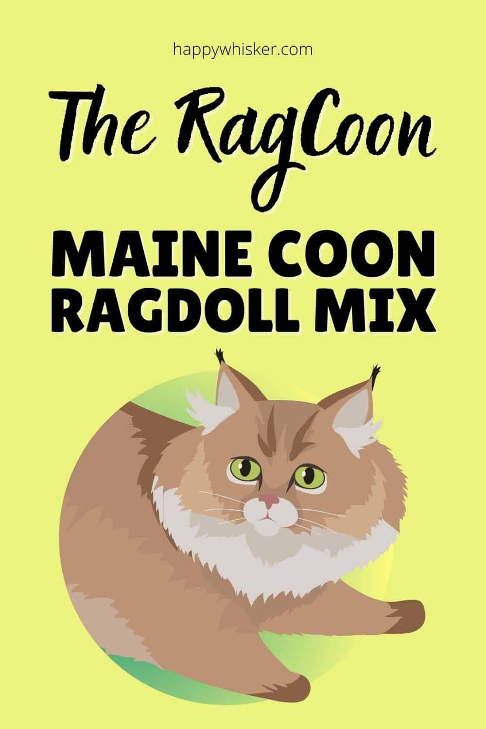 The RagCoon – A Majestic Maine Coon Ragdoll Mix Pinterest
