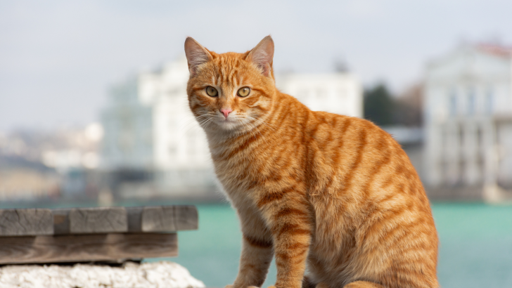 Top 10 Fluffy Orange Tabby Cats You Will Want To Cuddle With