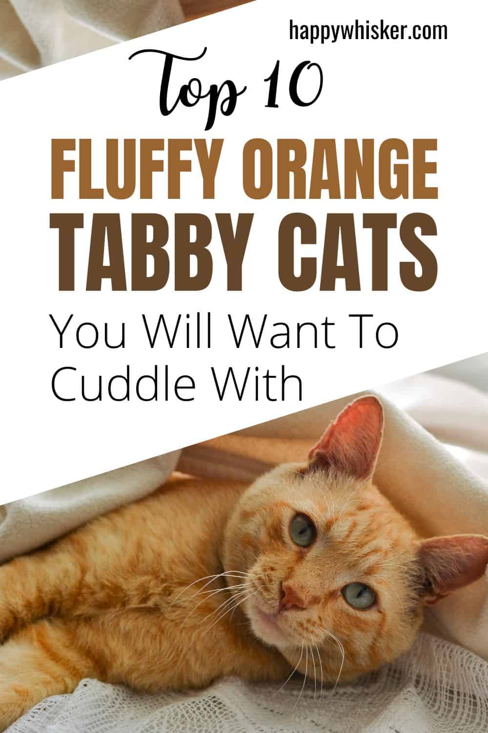 Top 10 Fluffy Orange Tabby Cats You Will Want To Cuddle With Pinterest