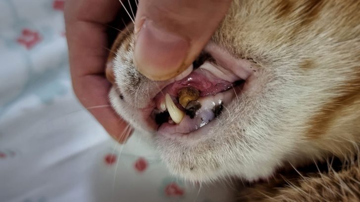 Treating A Cat’s Broken Tooth – How To Help Your Feline Friend