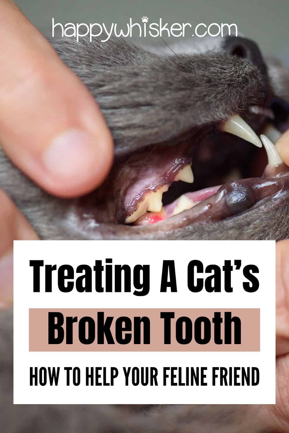 Treating A Cat’s Broken Tooth – How To Help Your Feline Friend Pinterest