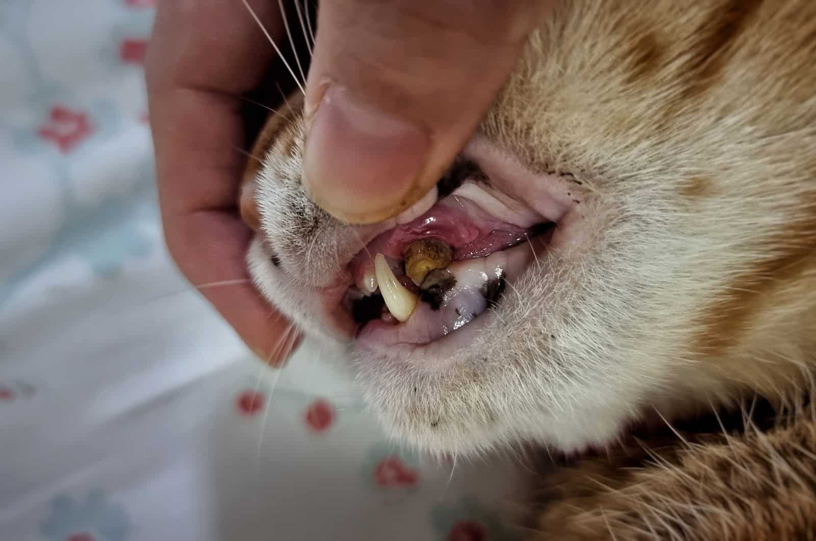 Cat’s Broken Tooth