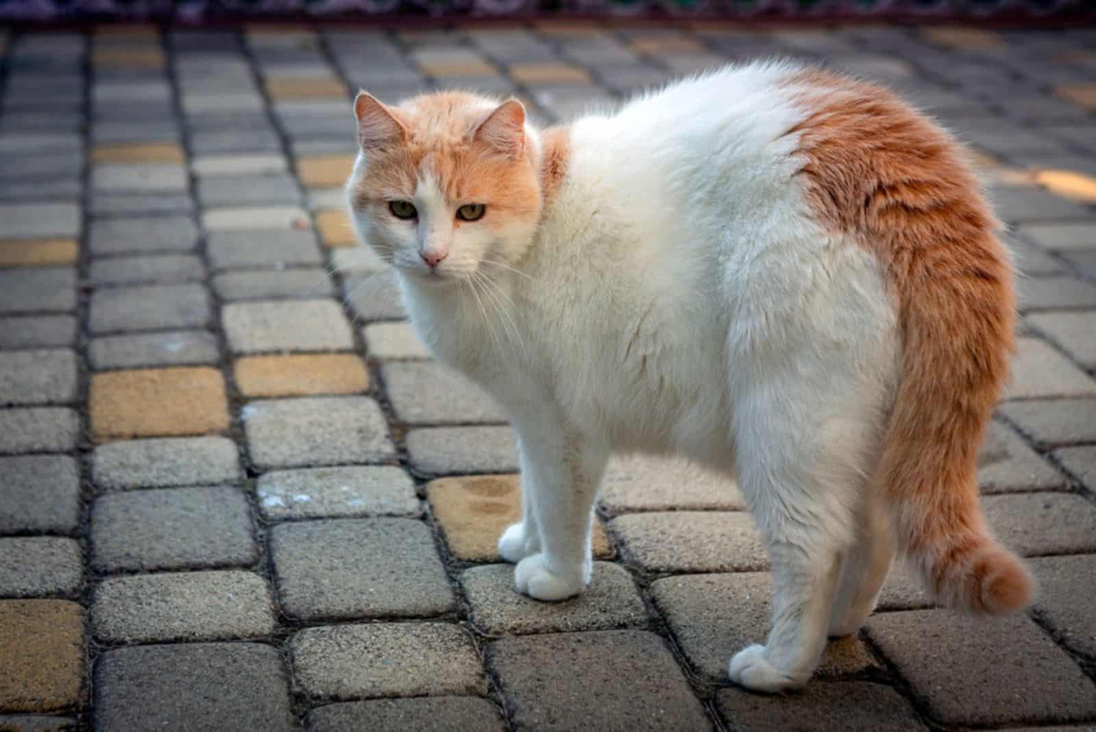 Turkish Van cat outdoor