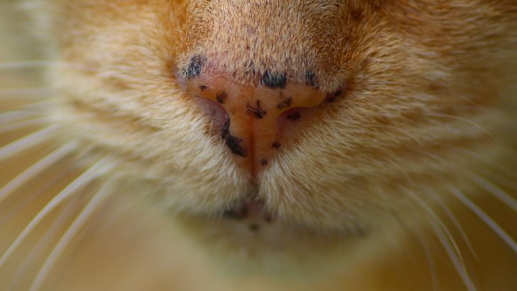 What Are Those Black Spots On Cat’s Mouth – Freckles Or Not?
