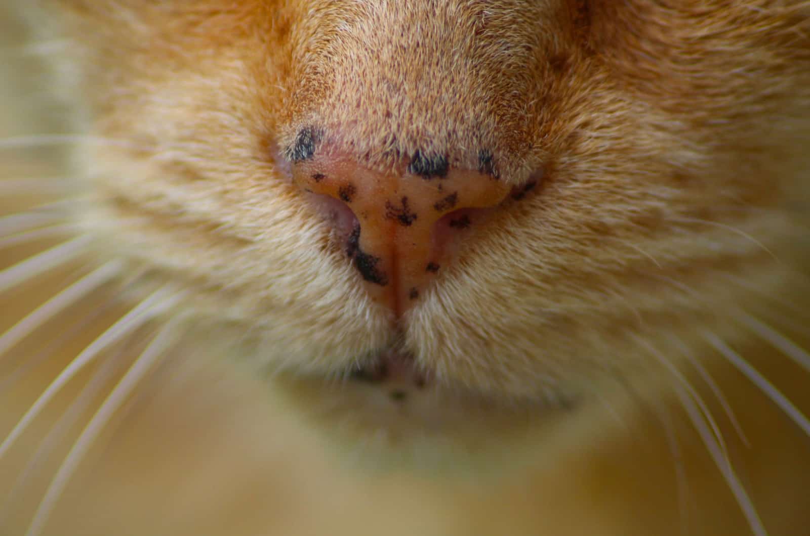 What Are Those Black Spots On Cat s Mouth Freckles Or Not 