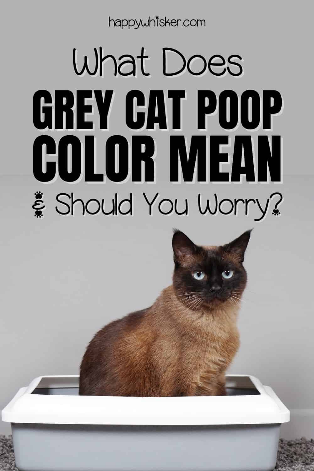 What Does Grey Cat Poop Color Mean And Should You Worry Pinterest