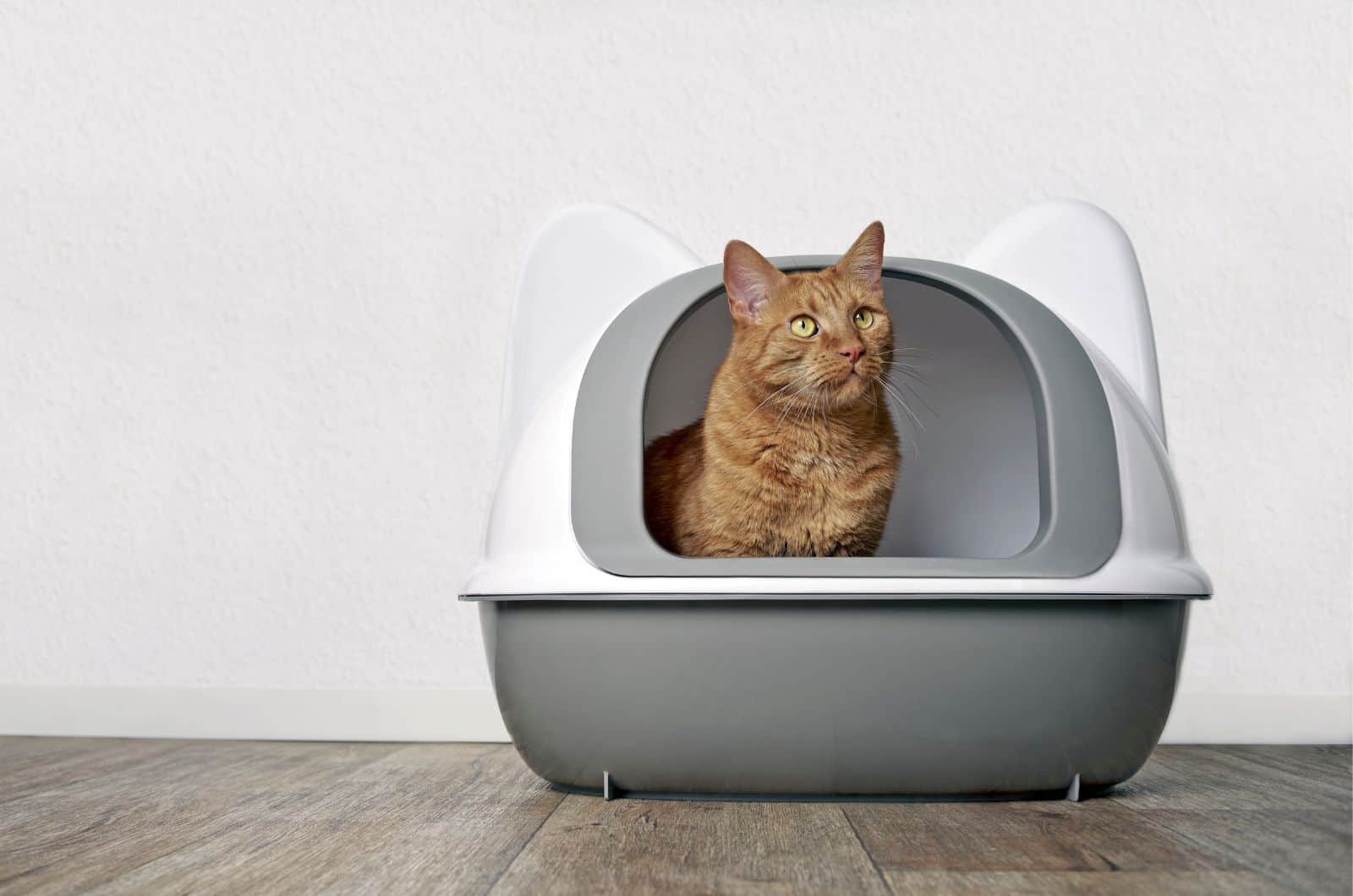 cat pooping in a litter box