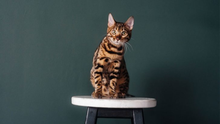 What Is A Bengal Cat’s Lifespan? Health Overview