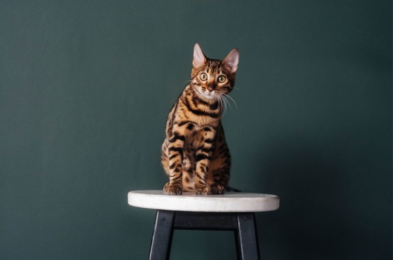 What Is A Bengal Cat’s Lifespan? Health Overview