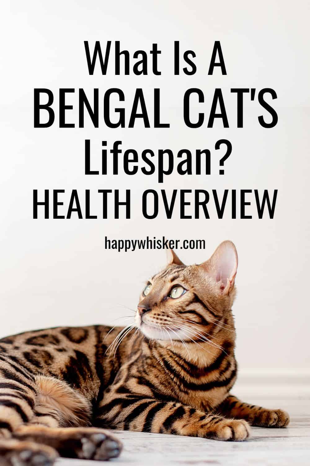 What Is A Bengal Cat's Lifespan Health Overview Pinterest