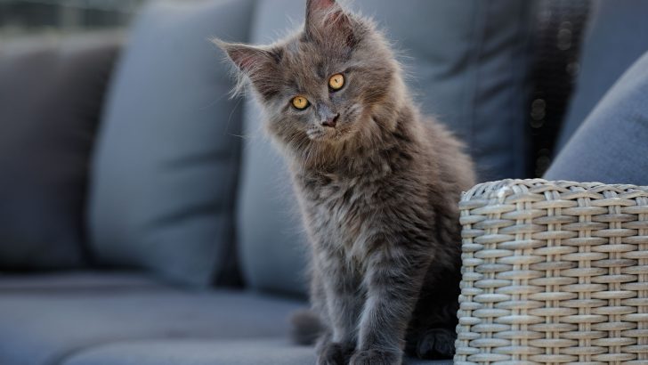 What’s So Interesting About Blue Maine Coon Cats?