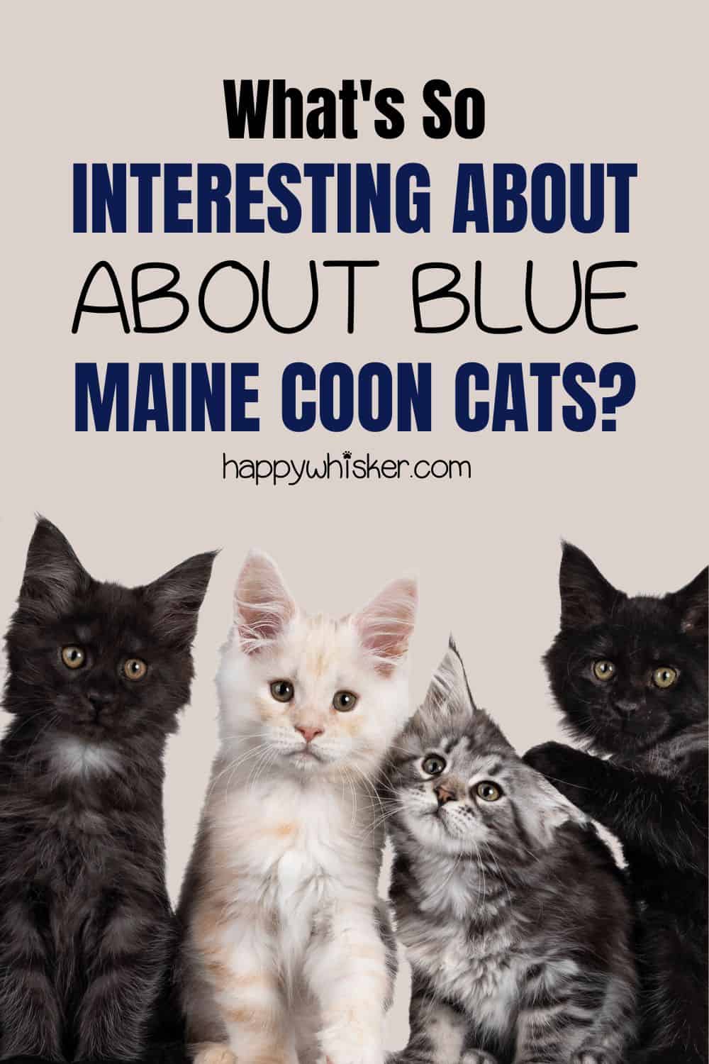 What's So Interesting About Blue Maine Coon Cats Pinterest