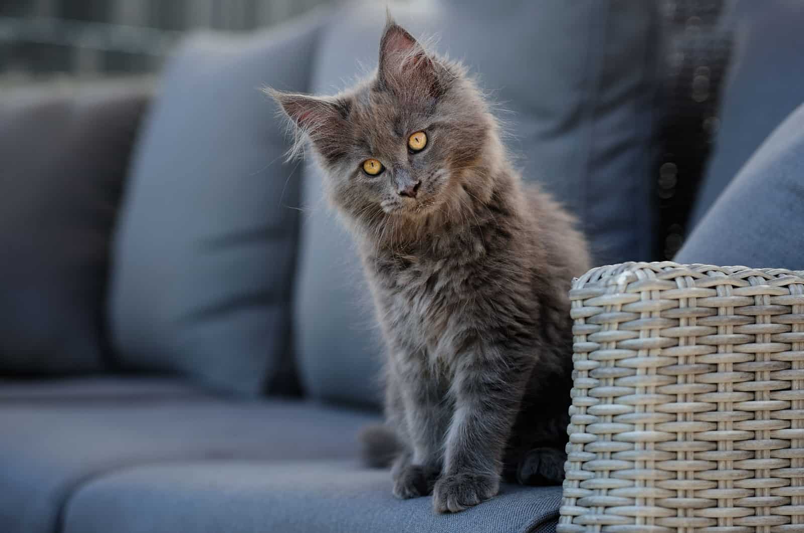 blue maine coon kitten