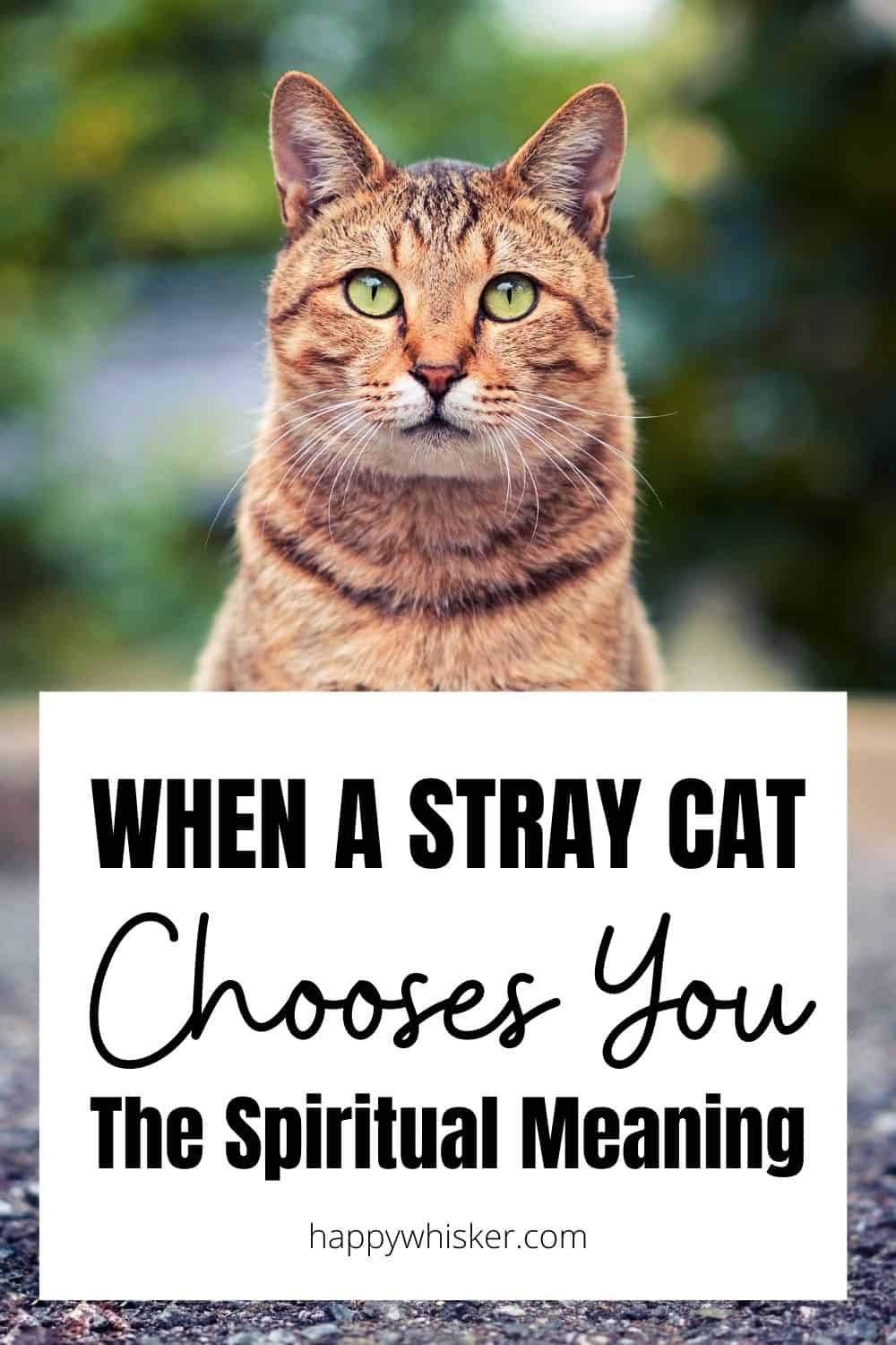 When A Stray Cat Chooses You - The Spiritual Meaning Pinterest