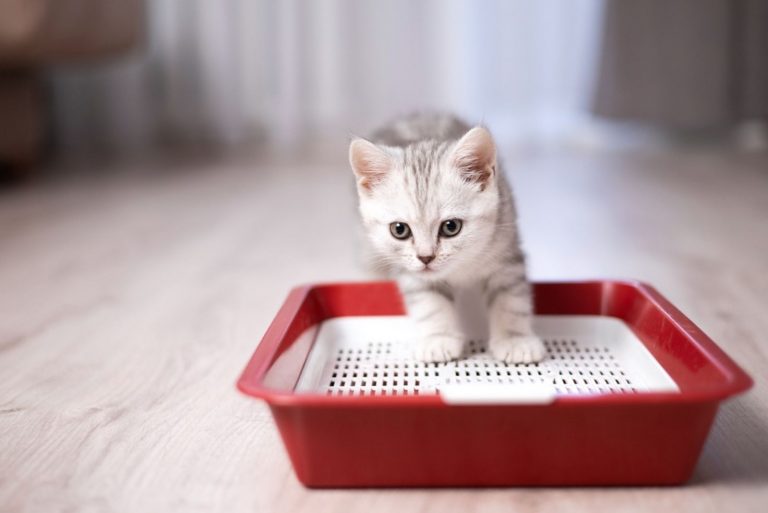 little kitten in a litter box