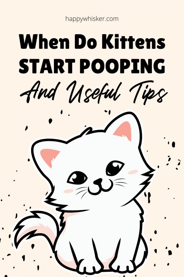 When Do Kittens Start Pooping & Useful Tips