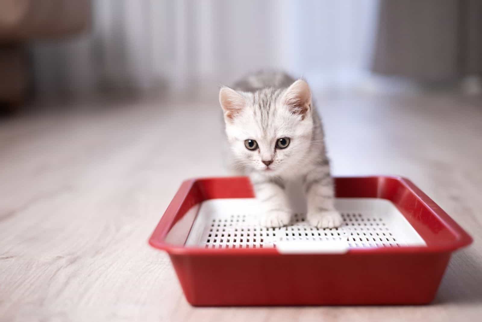 little kitten in a litter box