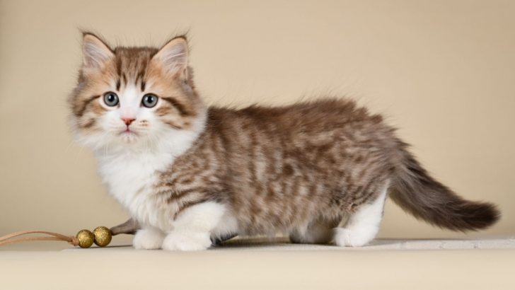 Where To Find Munchkin Cats For Sale In UK?