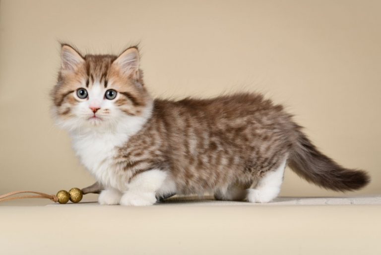 cute munchkin kitten