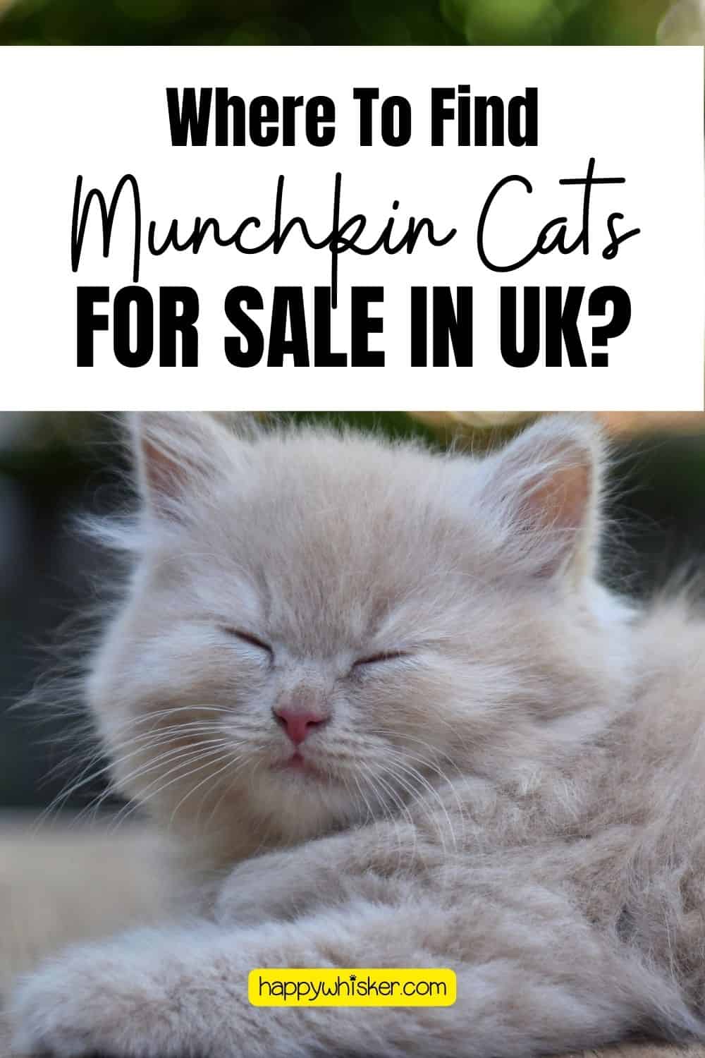 Where To Find Munchkin Cats For Sale In UK Pinterest