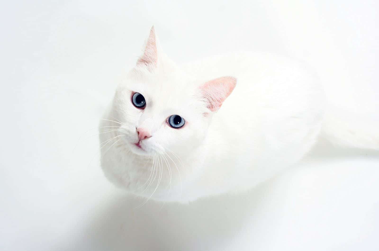 white cat looking up