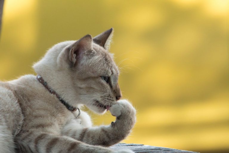 cat licking paw