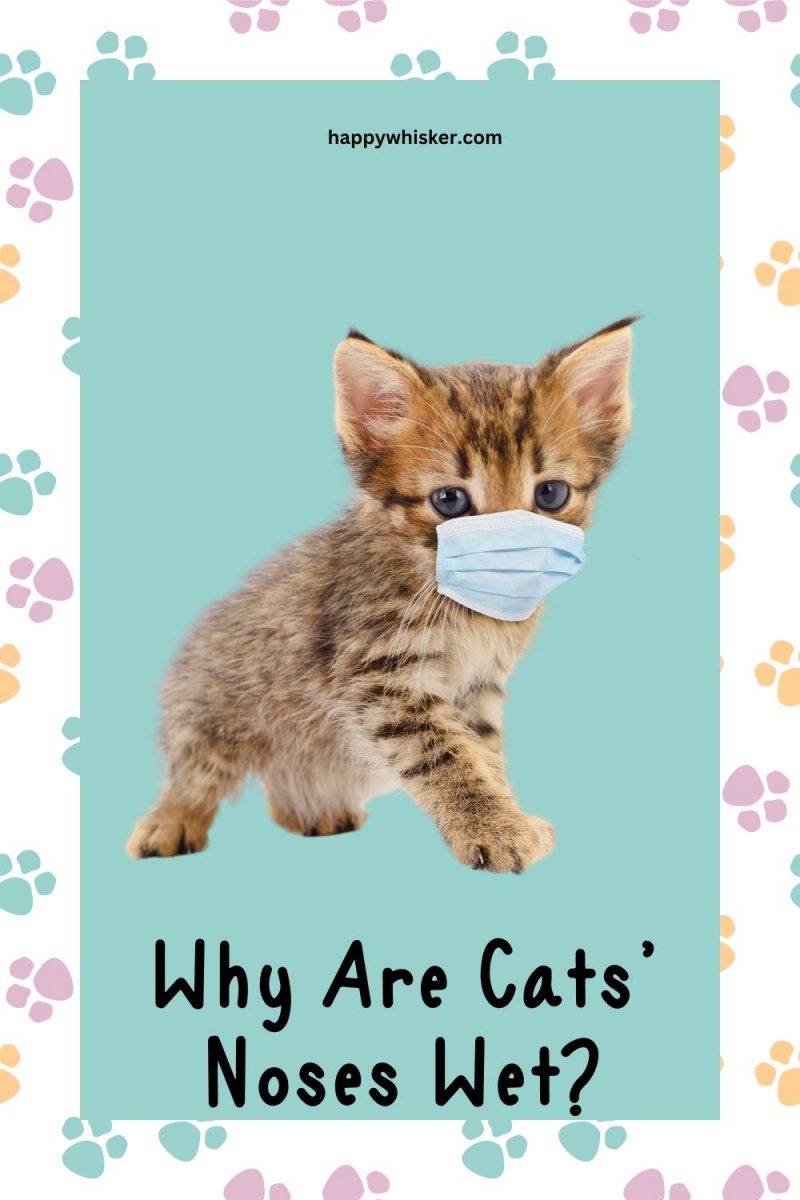 Why Are Cats’ Noses Wet? Should You Worry, Or Is It Normal?