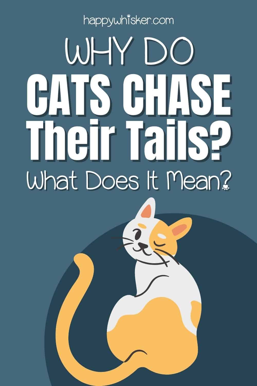 Why Do Cats Chase Their Tails What Does It Mean Pinterest