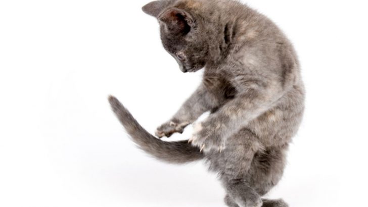 Why Do Cats Chase Their Tails? What Does It Mean?