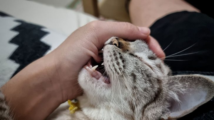 Why Does My Cat Bite Me Gently While Purring? Explained