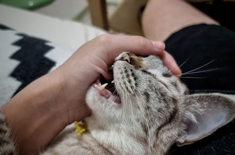 cat purring while biting owner