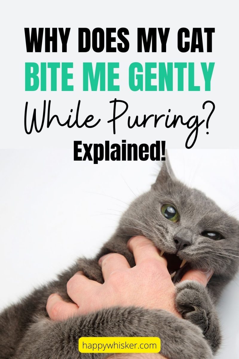 Why Does My Cat Bite Me Gently While Purring? Explained