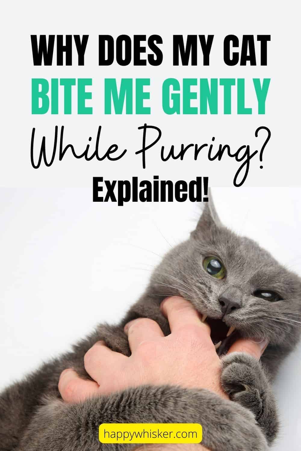 Why Does My Cat Bite Me Gently While Purring Explained pinterest