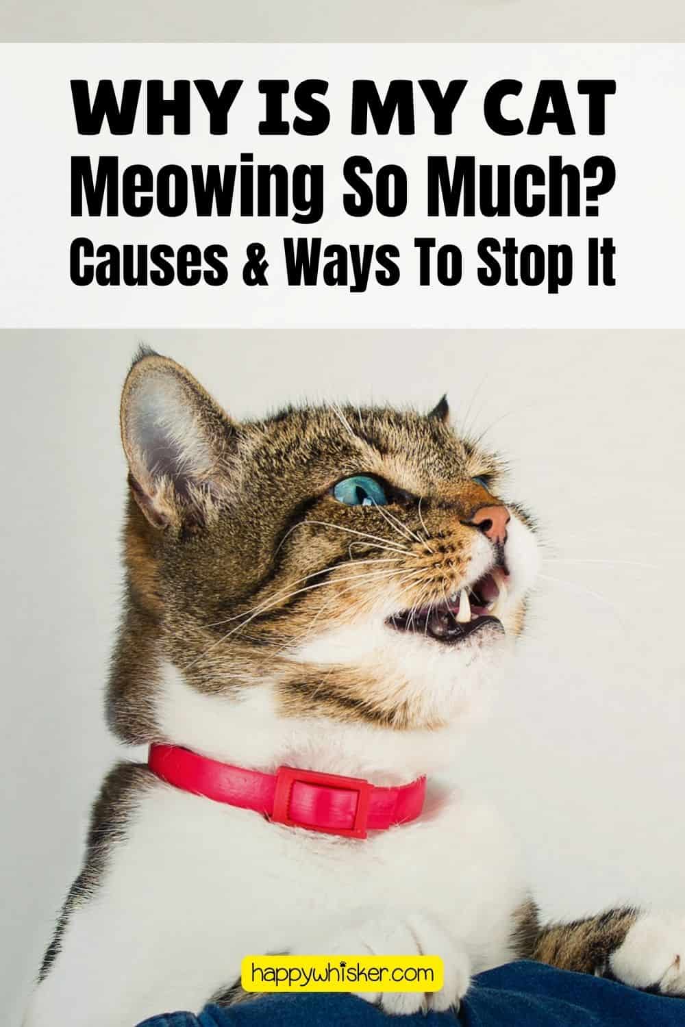 Why Is My Cat Meowing So Much Causes & Ways To Stop It Pinterest