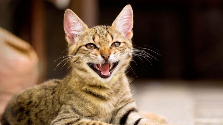 Why Is My Cat Meowing So Much? Causes & Ways To Stop It