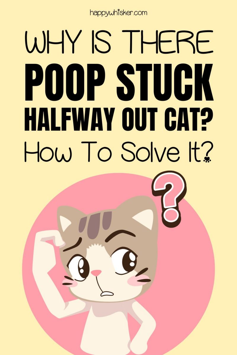 why-is-there-poop-stuck-halfway-out-cat-how-to-solve-it