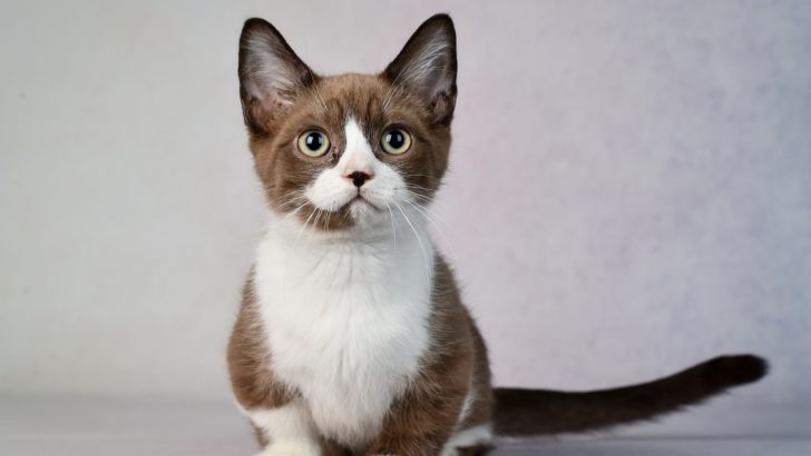 Why Say ‘Hypoallergenic Munchkin Cats’ If It’s Not Possible?