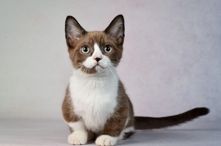 cute munchkin kitten looking upward