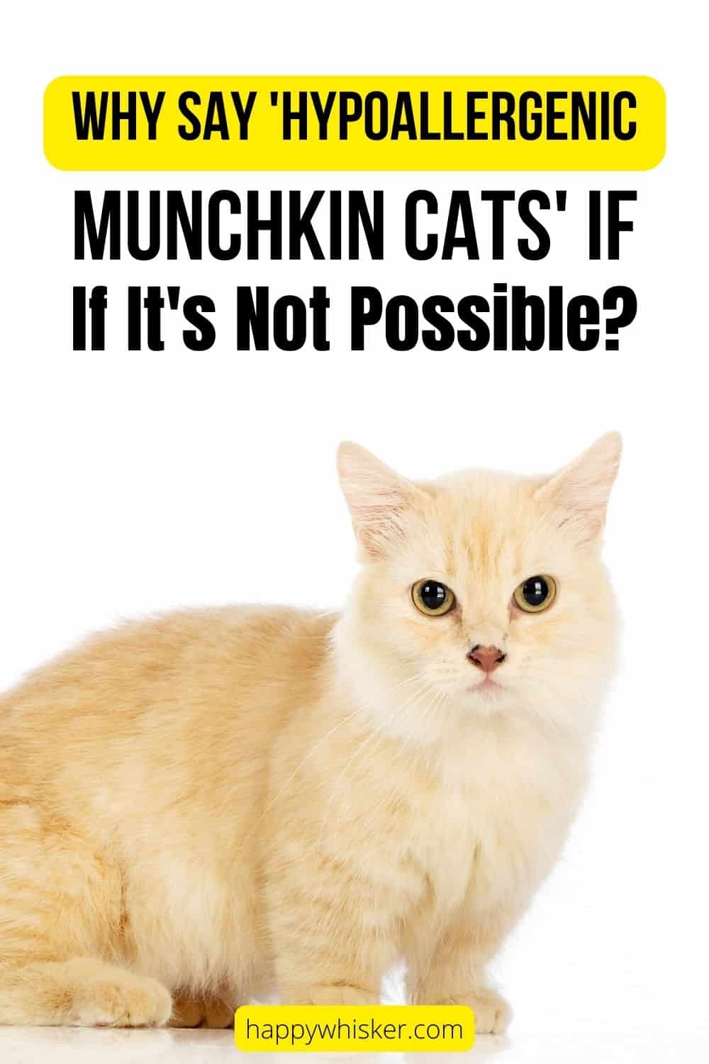 Why Say 'Hypoallergenic Munchkin Cats' If It's Not Possible Pinterest