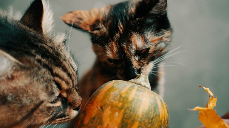 cats sniffing pumpkin