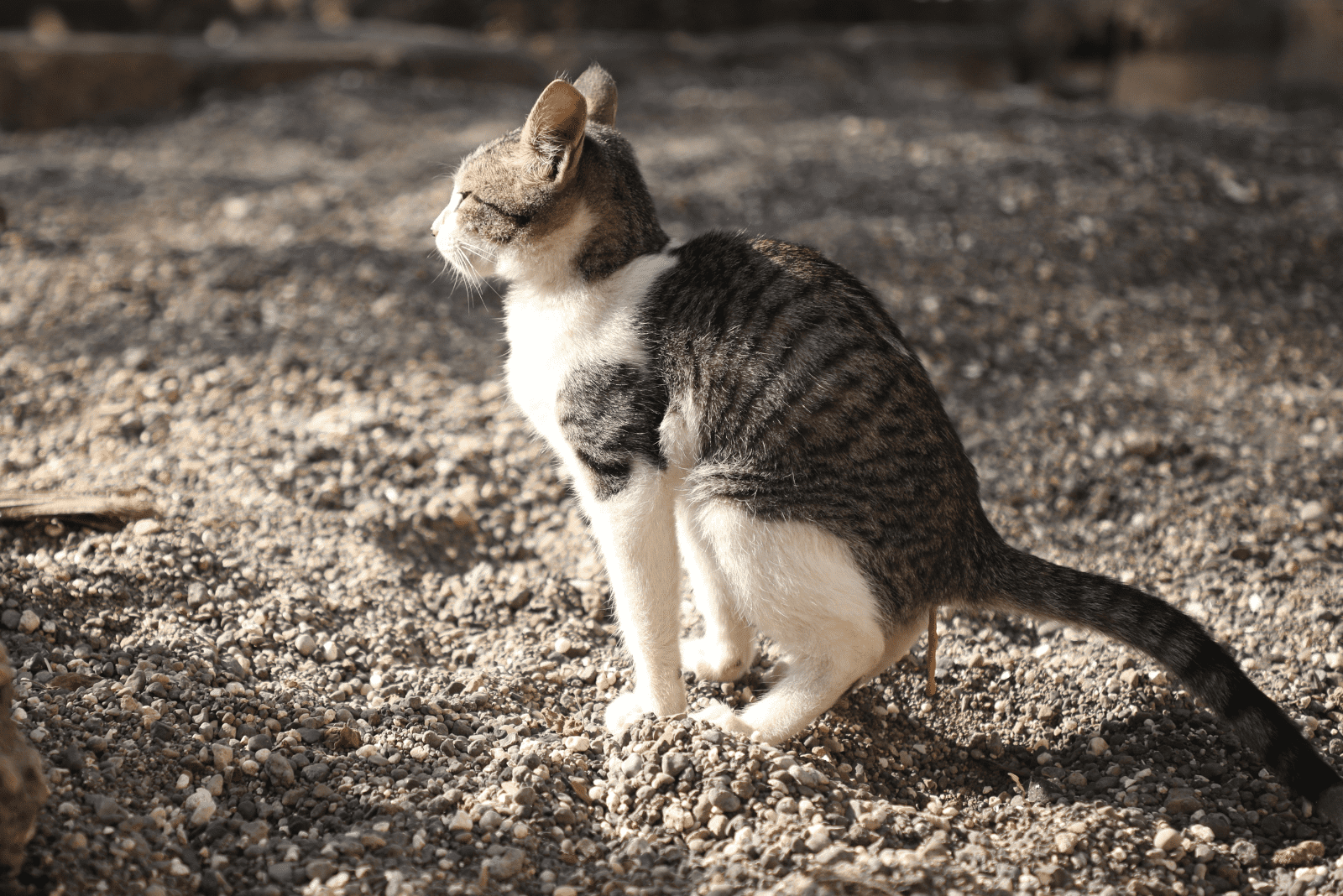 a beautiful cat has a soft stool