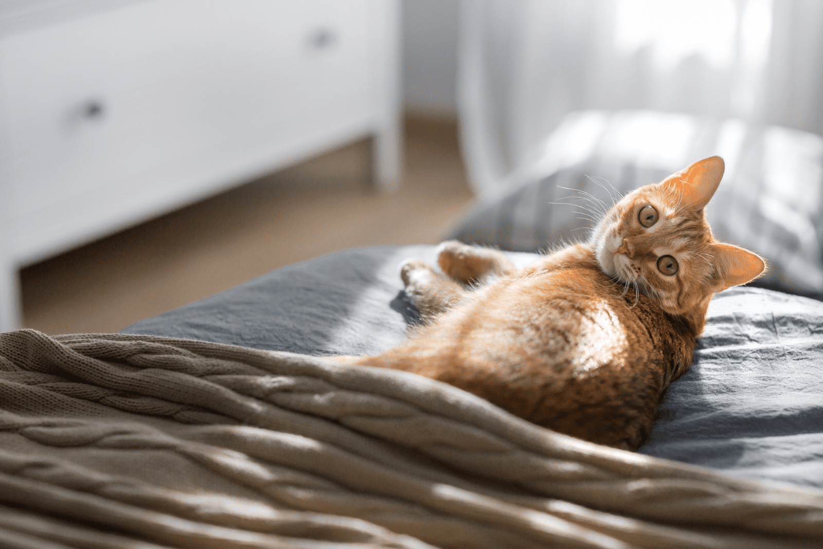 a beautiful cat is lying on the bed