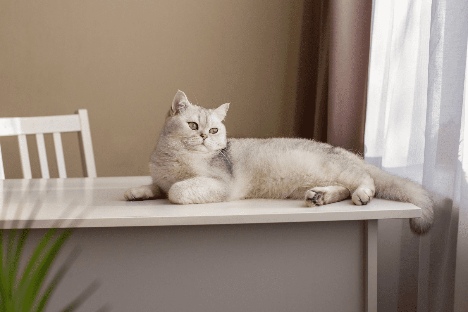 a beautiful cat is lying on the table